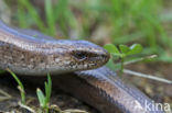 Hazelworm (Anguis fragilis) 