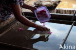 Sacred lotus (Nelumbo nucifera)