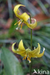 Trout lilly (Erythronium americanum)