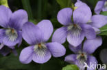 Hondsviooltje (Viola canina) 