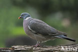 Wood Pigeon