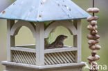 House Sparrow (Passer domesticus)