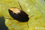 Hydroporus pubescens