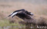 Long-tailed Duck