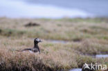 Long-tailed Duck