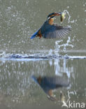 IJsvogel (Alcedo atthis)