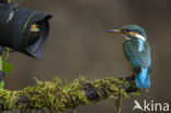 Kingfisher (Alcedo atthis)