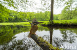Kingfisher (Alcedo atthis)