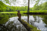 Kingfisher (Alcedo atthis)