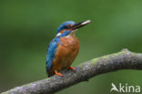 IJsvogel (Alcedo atthis)