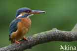 IJsvogel (Alcedo atthis)