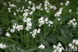 Italian Lords-and-Ladies (Arum italicum)