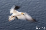 Northern Gannet (Morus bassanus)