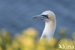 Northern Gannet (Morus bassanus)