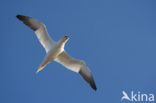 Northern Gannet (Morus bassanus)