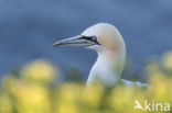 Northern Gannet (Morus bassanus)