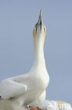 Northern Gannet (Morus bassanus)