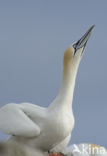 Northern Gannet (Morus bassanus)