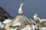 Northern Gannet (Morus bassanus)