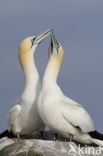 Northern Gannet (Morus bassanus)