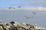 Northern Gannet (Morus bassanus)