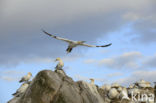 Northern Gannet (Morus bassanus)