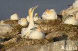 Northern Gannet (Morus bassanus)