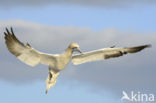 Northern Gannet (Morus bassanus)