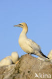 Northern Gannet (Morus bassanus)