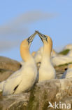 Northern Gannet (Morus bassanus)