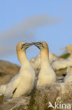 Northern Gannet (Morus bassanus)