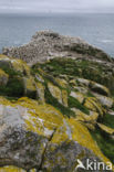 Northern Gannet (Morus bassanus)