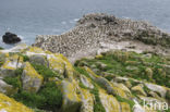 Northern Gannet (Morus bassanus)