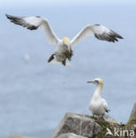 Northern Gannet (Morus bassanus)