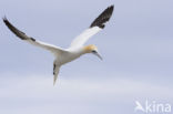 Northern Gannet (Morus bassanus)