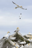 Northern Gannet (Morus bassanus)