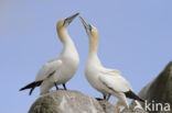 Northern Gannet (Morus bassanus)