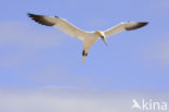 Northern Gannet (Morus bassanus)