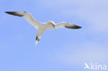 Northern Gannet (Morus bassanus)