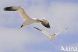 Northern Gannet (Morus bassanus)