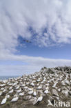 Northern Gannet (Morus bassanus)