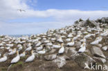 Northern Gannet (Morus bassanus)