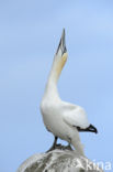 Northern Gannet (Morus bassanus)