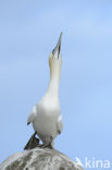 Northern Gannet (Morus bassanus)