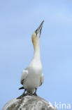 Northern Gannet (Morus bassanus)