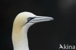 Northern Gannet (Morus bassanus)