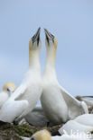 Northern Gannet (Morus bassanus)