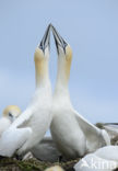 Northern Gannet (Morus bassanus)