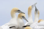 Northern Gannet (Morus bassanus)