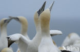 Northern Gannet (Morus bassanus)